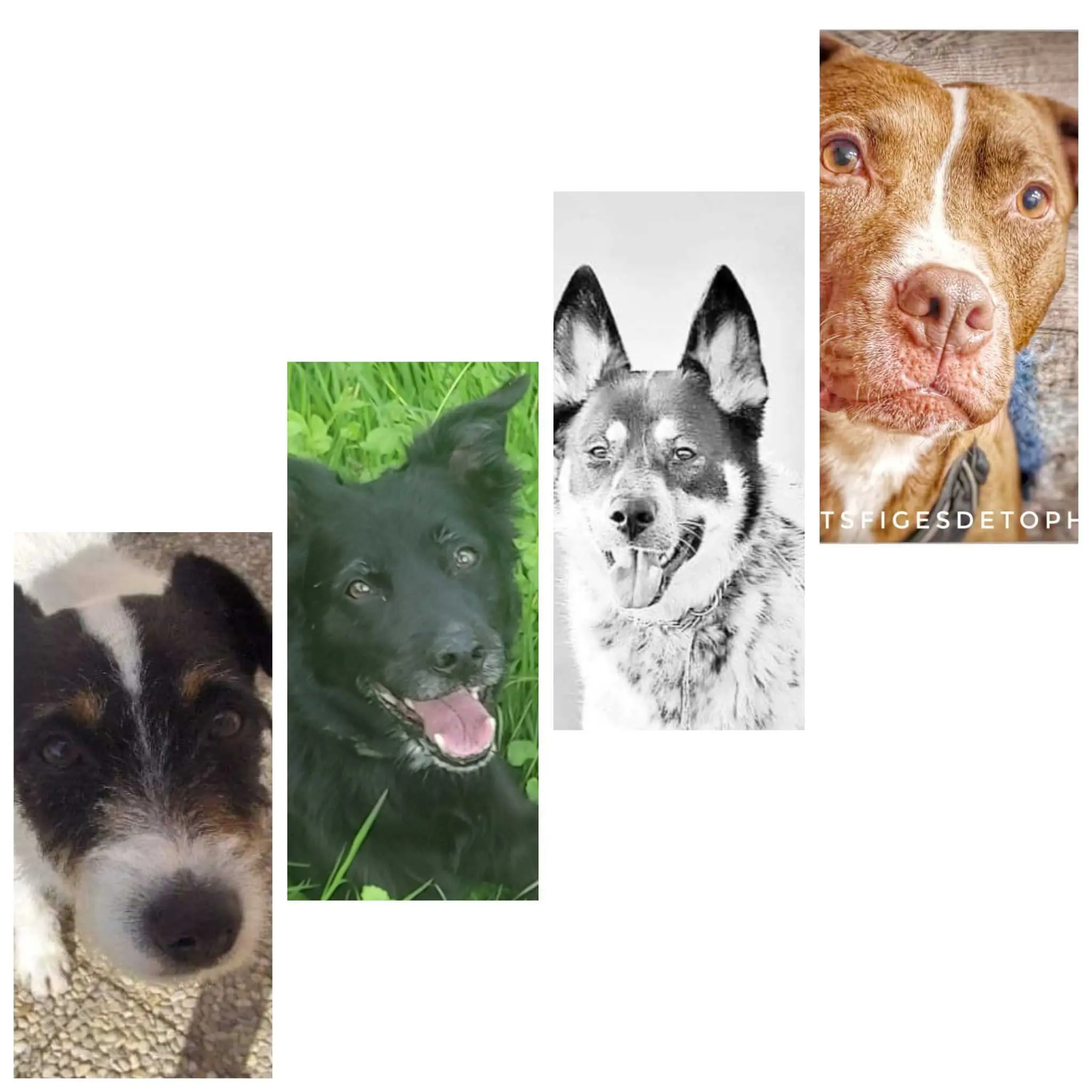 Galerie de chiens gardés par Fada des Poilus Heureux